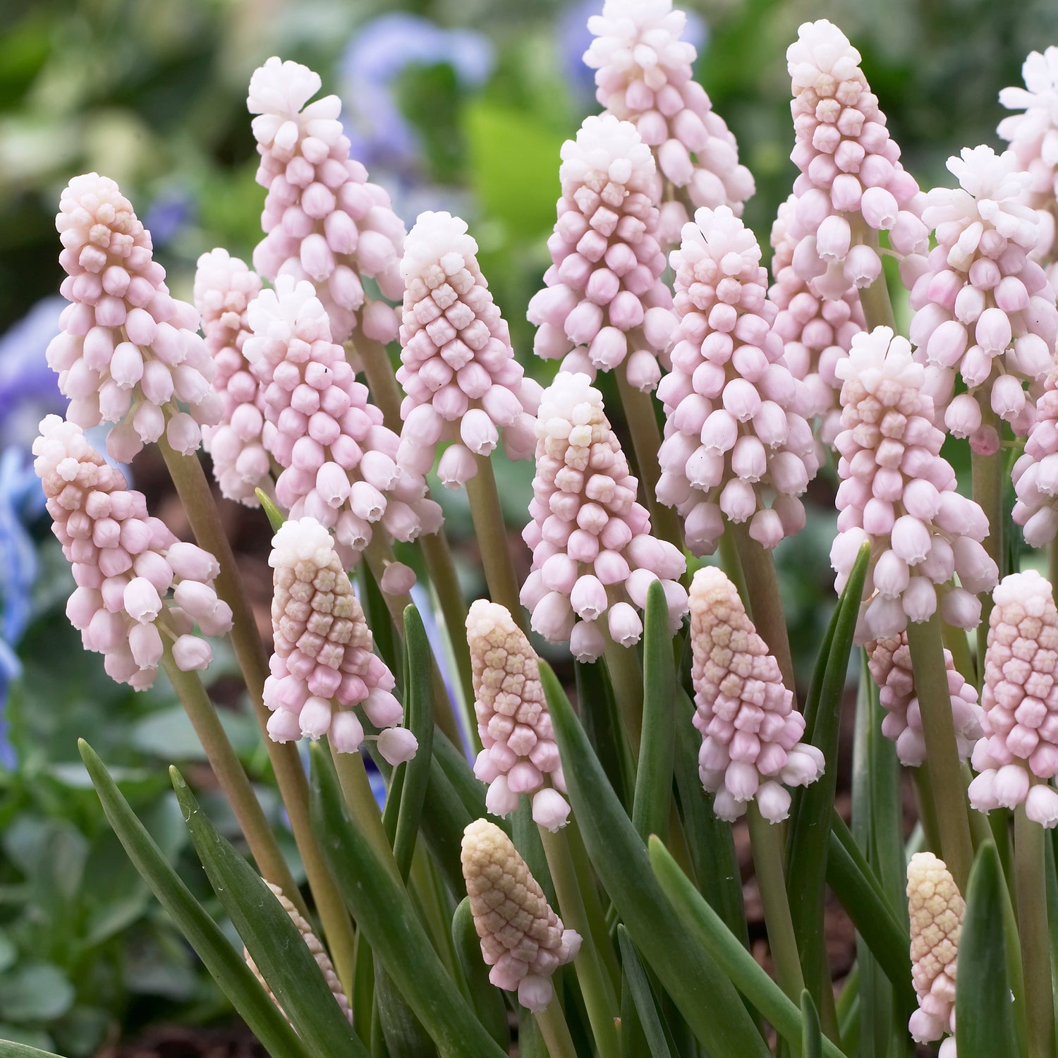 5 kpl Helmililja 'Pink Sunrise'