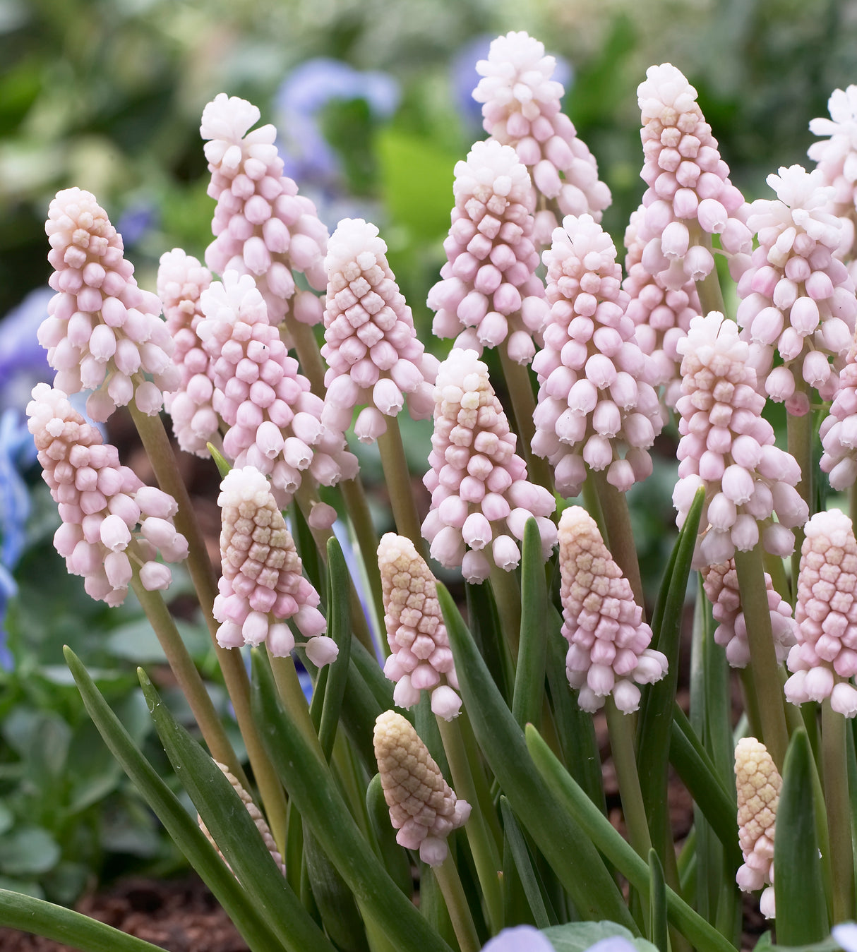 5 kpl Helmililja 'Pink Sunrise'