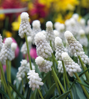 10 kpl Helmililja 'White Magic'