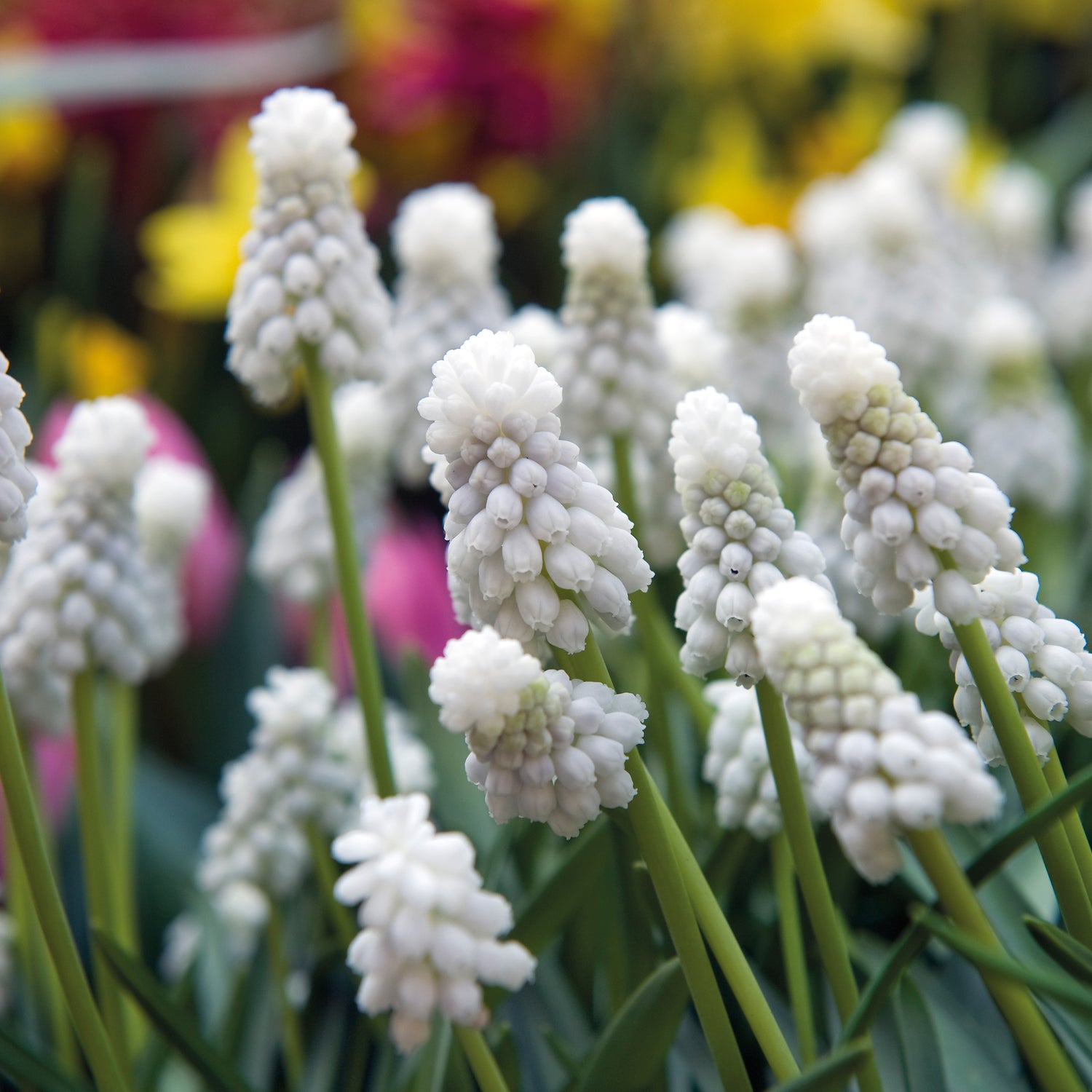 30 kpl Helmililja 'White Magic'