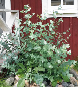 Eucalyptus ’Silver Dollar’ 5 kpl