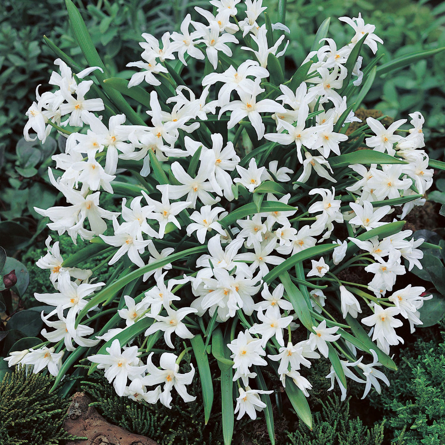 10 kpl Isokevättähti ’Luciliae Alba’