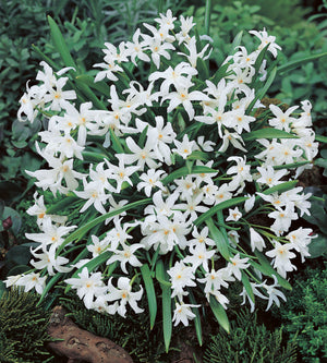 10 kpl Isokevättähti ’Luciliae Alba’
