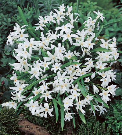 10 kpl Isokevättähti ’Luciliae Alba’
