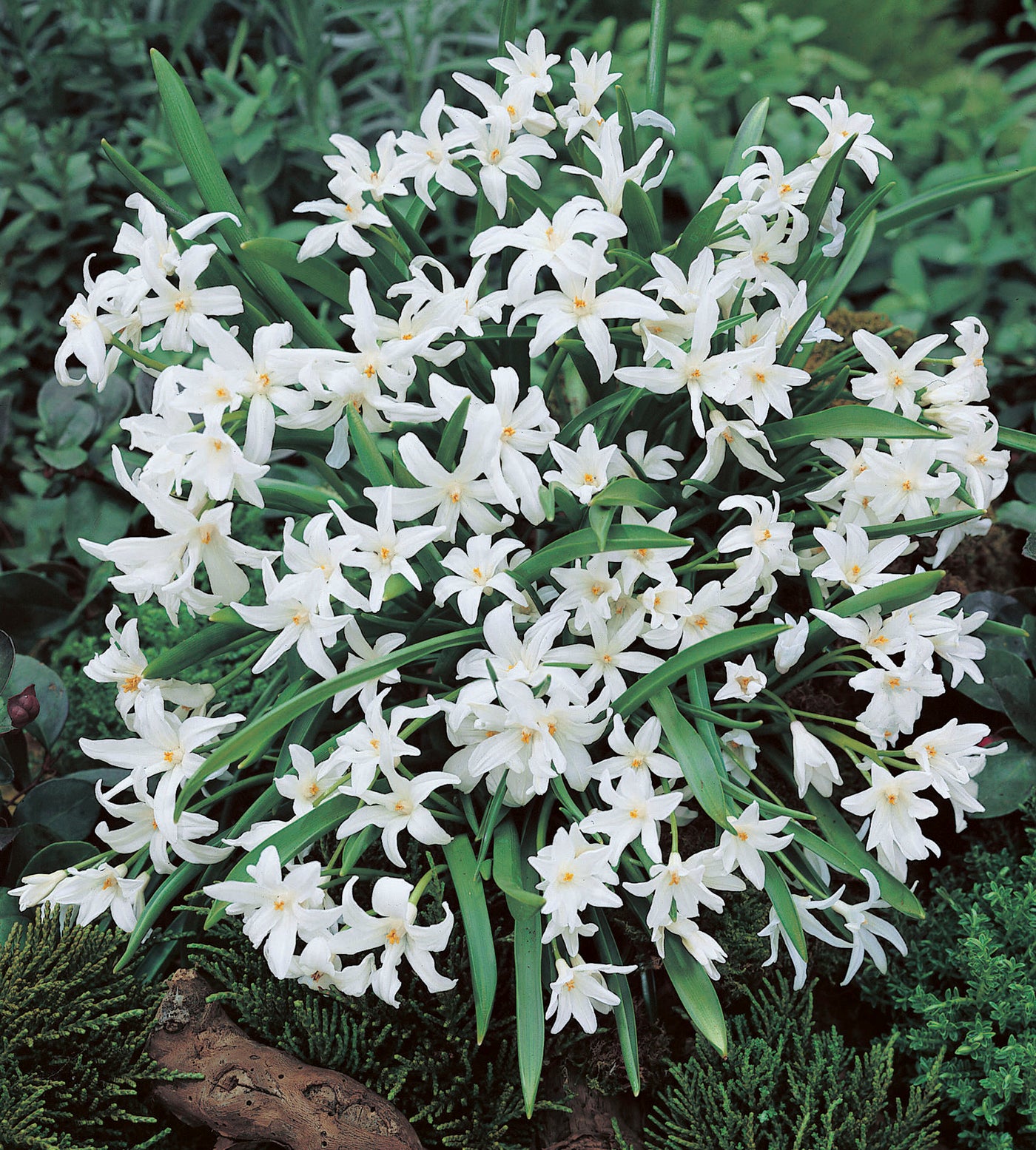 30 kpl Isokevättähti ’Luciliae Alba’