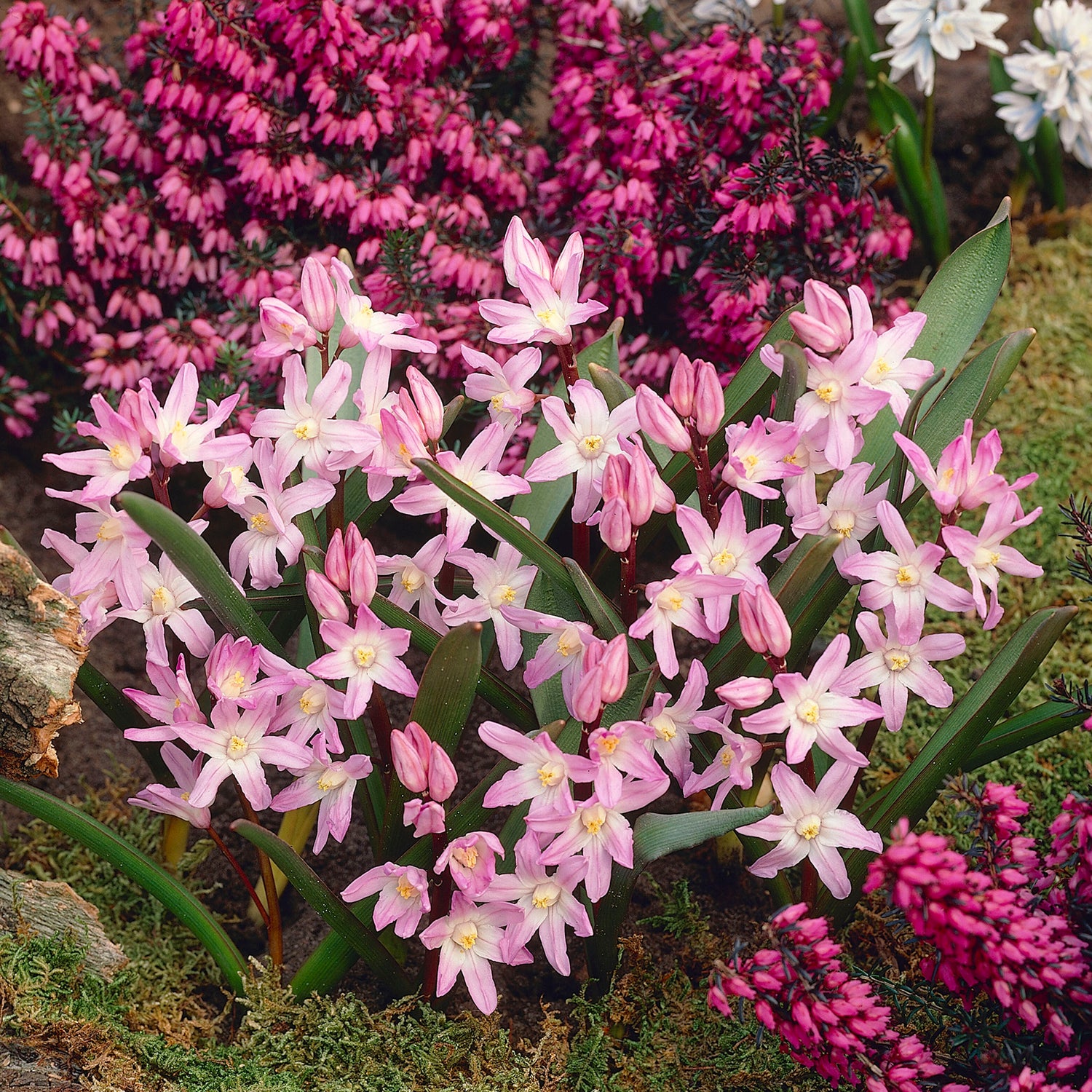 30 kpl Isokevättähti ’Pink Giant’
