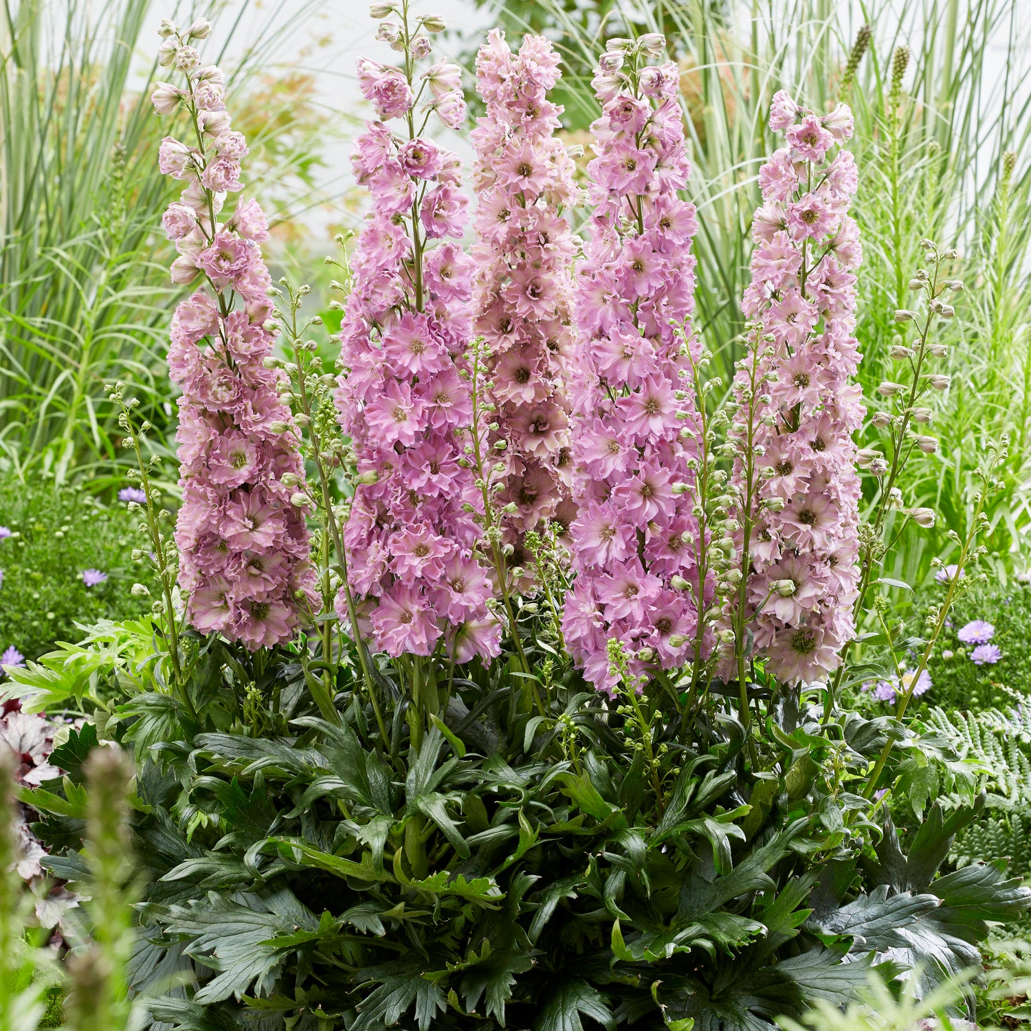 3 kpl Jaloritarinkannus 'Juliette'