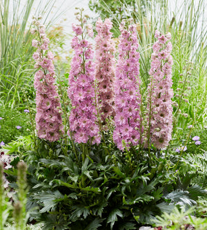 3 kpl Jaloritarinkannus 'Juliette'