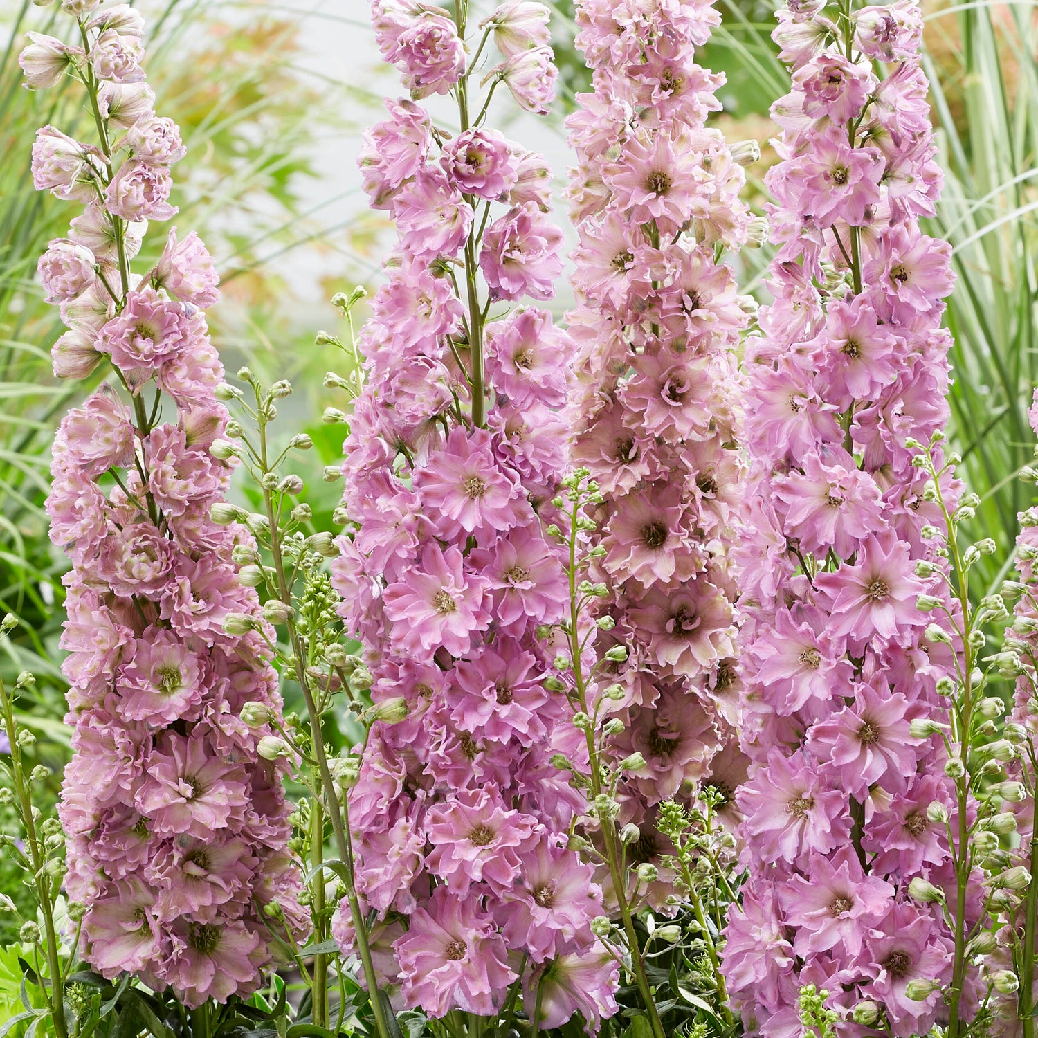 3 kpl Jaloritarinkannus 'Juliette'