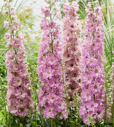 3 kpl Jaloritarinkannus 'Juliette'