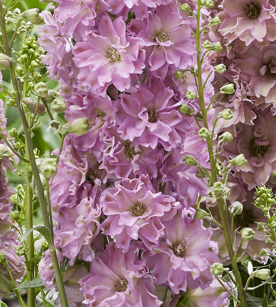 3 kpl Jaloritarinkannus 'Juliette'