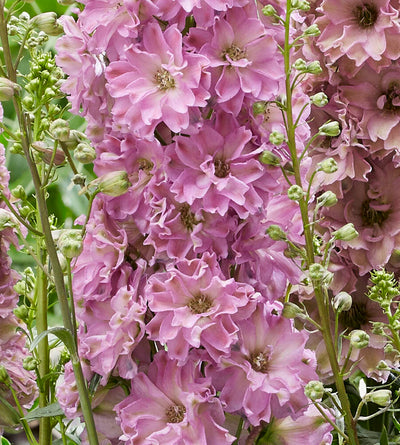 3 kpl Jaloritarinkannus 'Juliette'