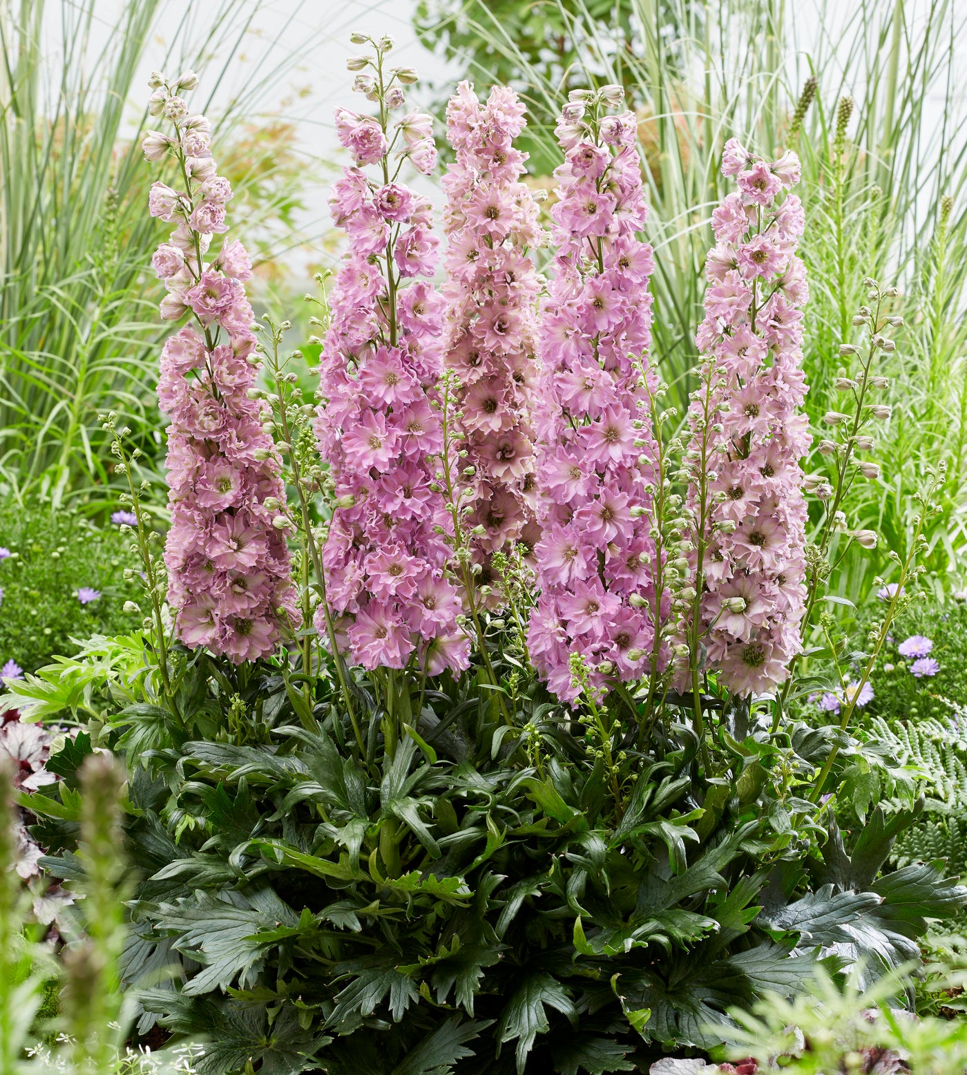 3 kpl Jaloritarinkannus 'Juliette'