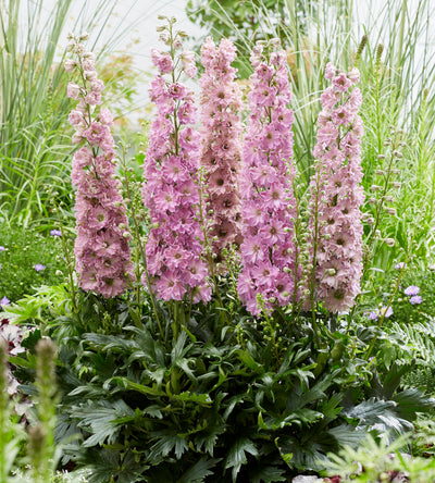 3 kpl Jaloritarinkannus 'Juliette'