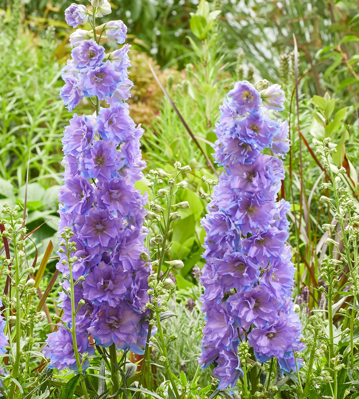 3 kpl Jaloritarinkannus 'Shelby'