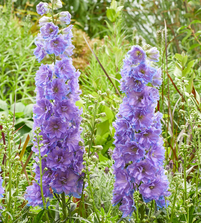 3 kpl Jaloritarinkannus 'Shelby'