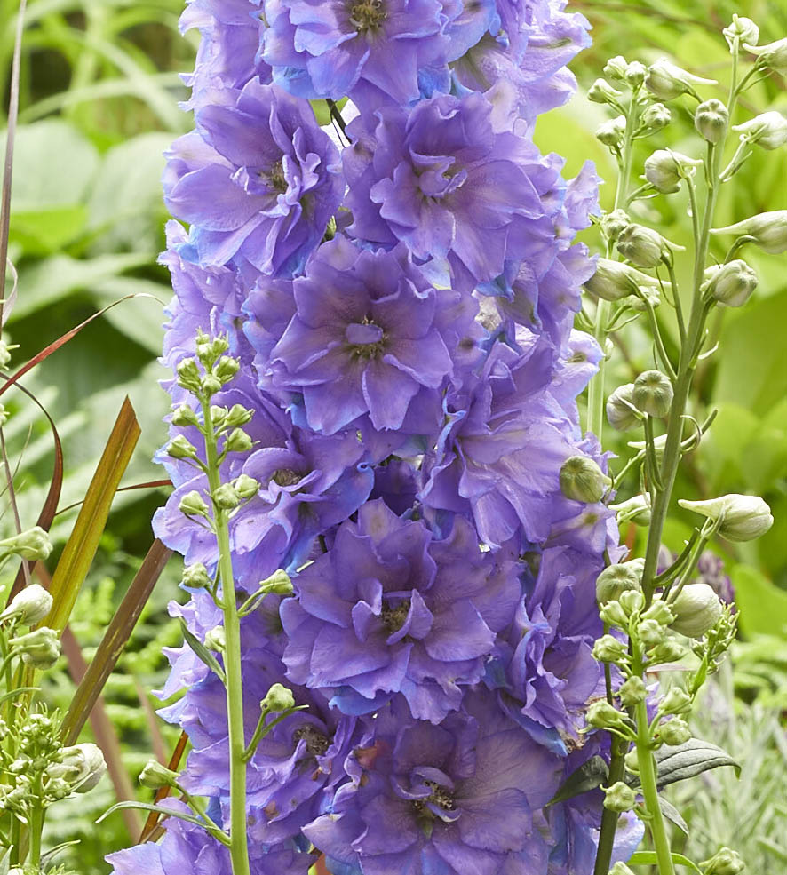 3 kpl Jaloritarinkannus 'Shelby'