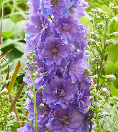 3 kpl Jaloritarinkannus 'Shelby'