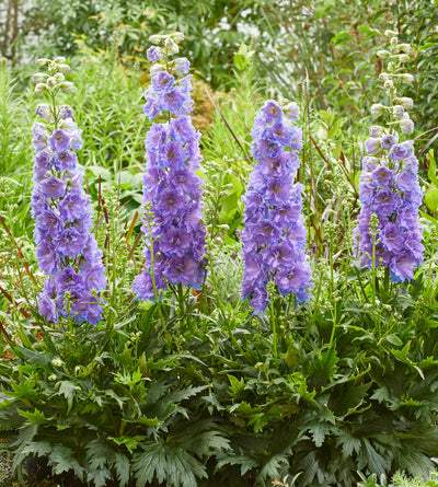 3 kpl Jaloritarinkannus 'Shelby'