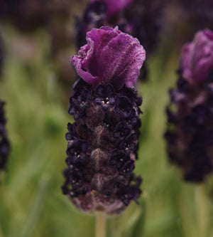 6 kpl Tupsulaventeli ’Deep Purple’