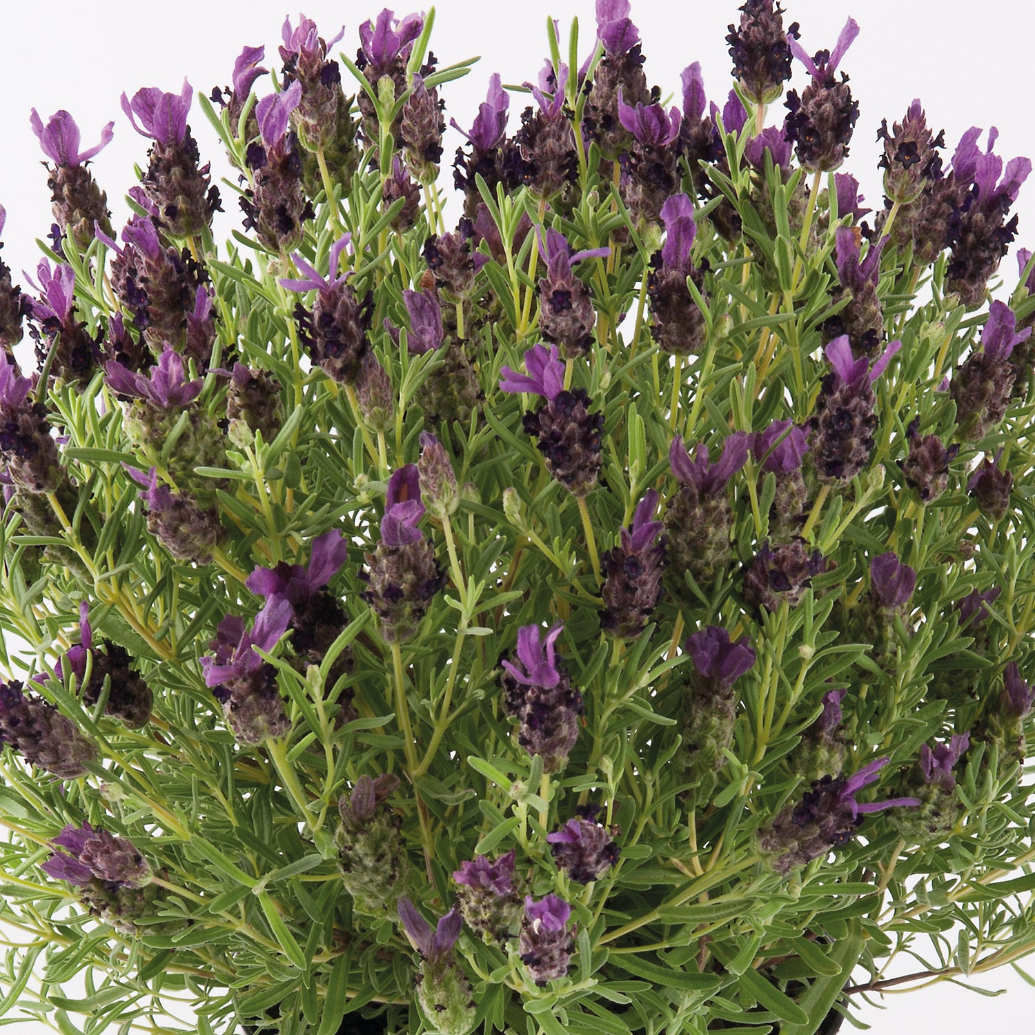 6 kpl Tupsulaventeli ’Deep Purple’