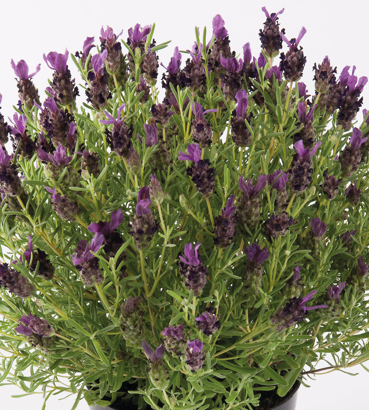 6 kpl Tupsulaventeli ’Deep Purple’