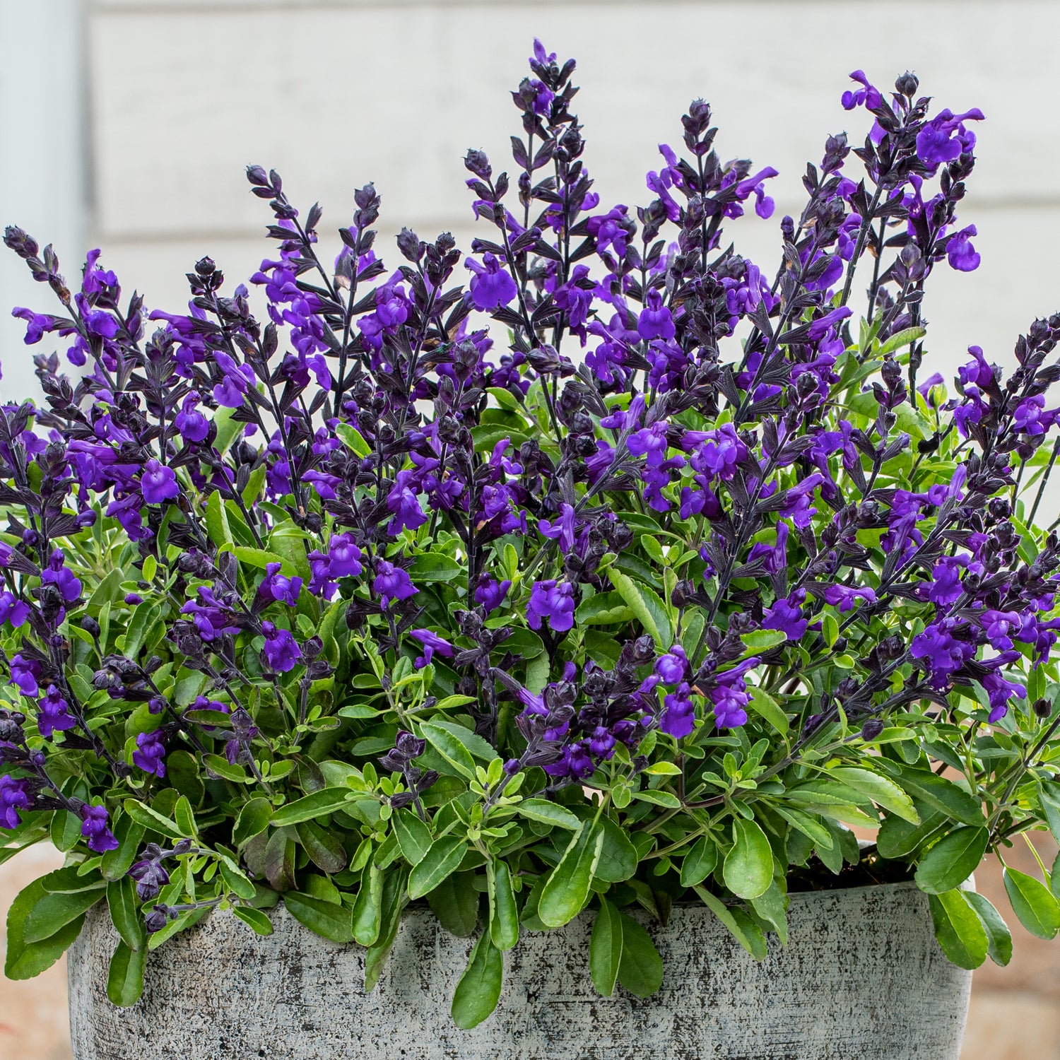 4 kpl Syyssalvia ’Mirage Violet’