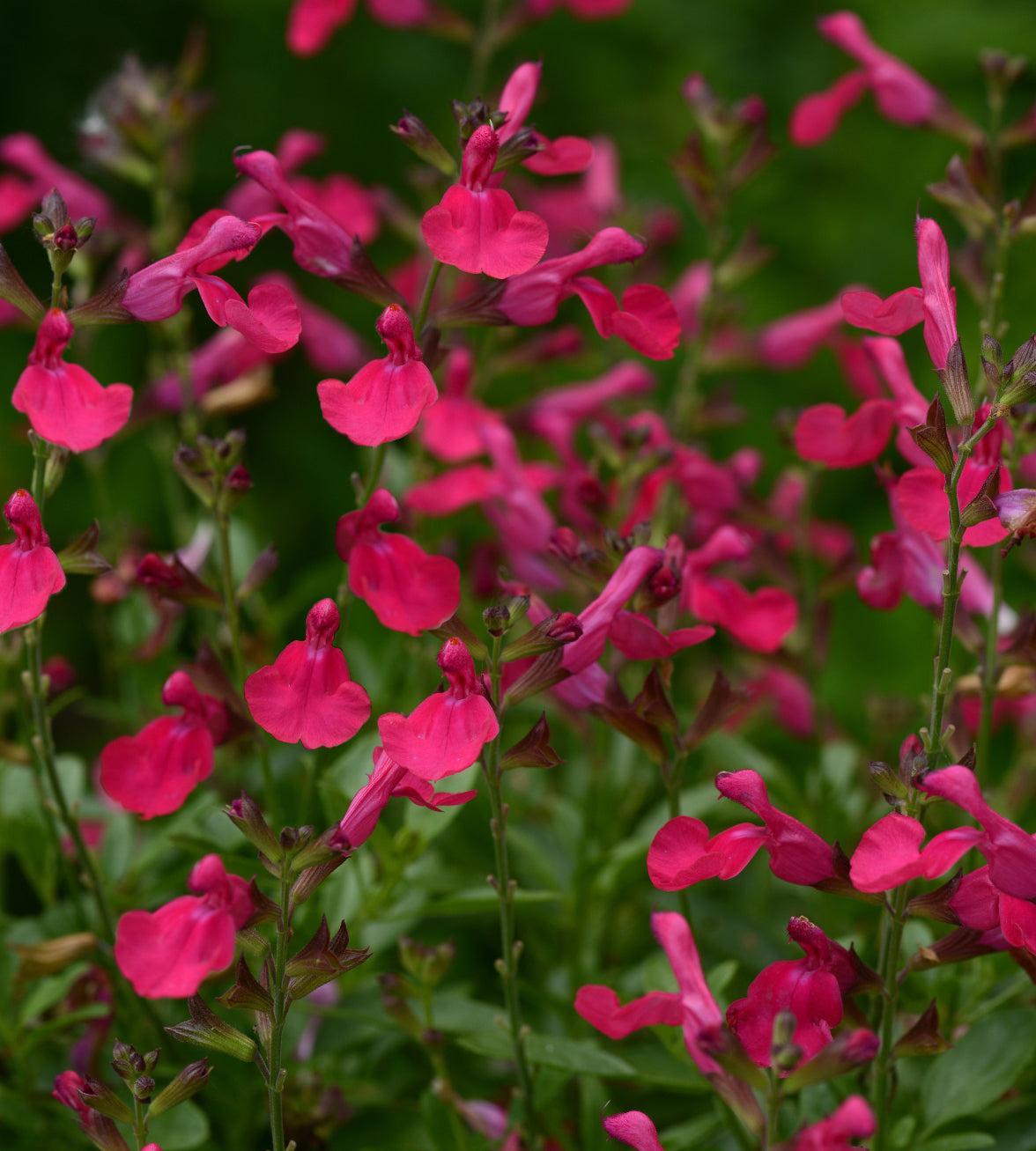4 kpl Syyssalvia 'Mirage Hot Pink'