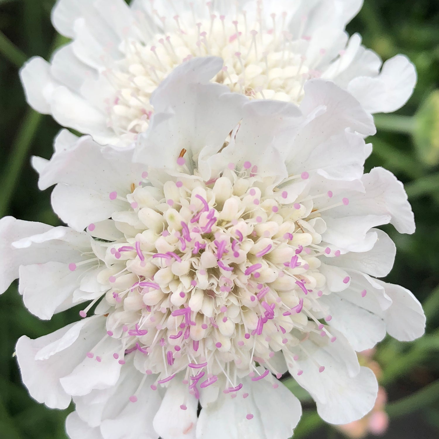 4 kpl Kivikkotörmäkukka ’Kudo White’