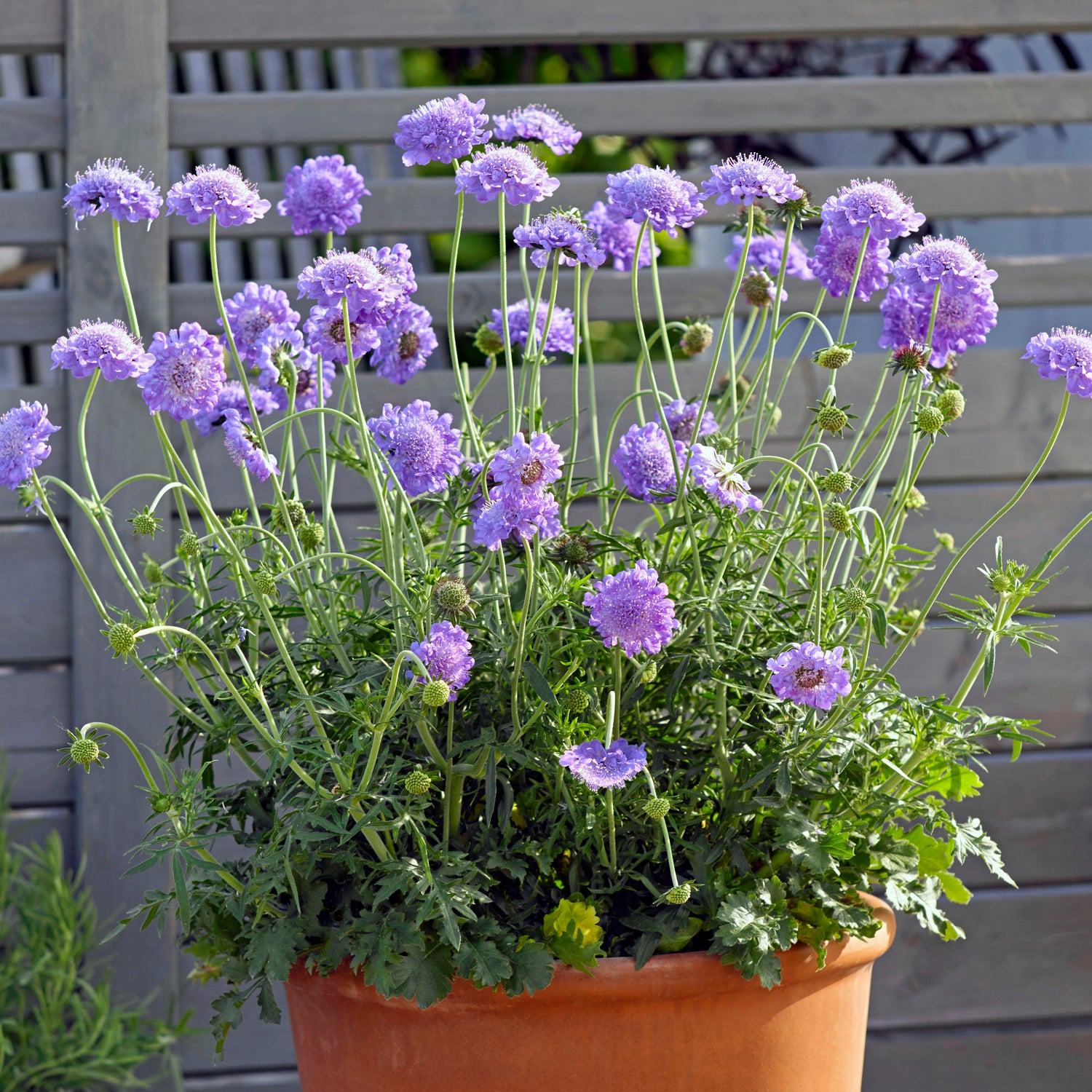 4 kpl Kivikkotörmäkukka ’Butterfly Blue’