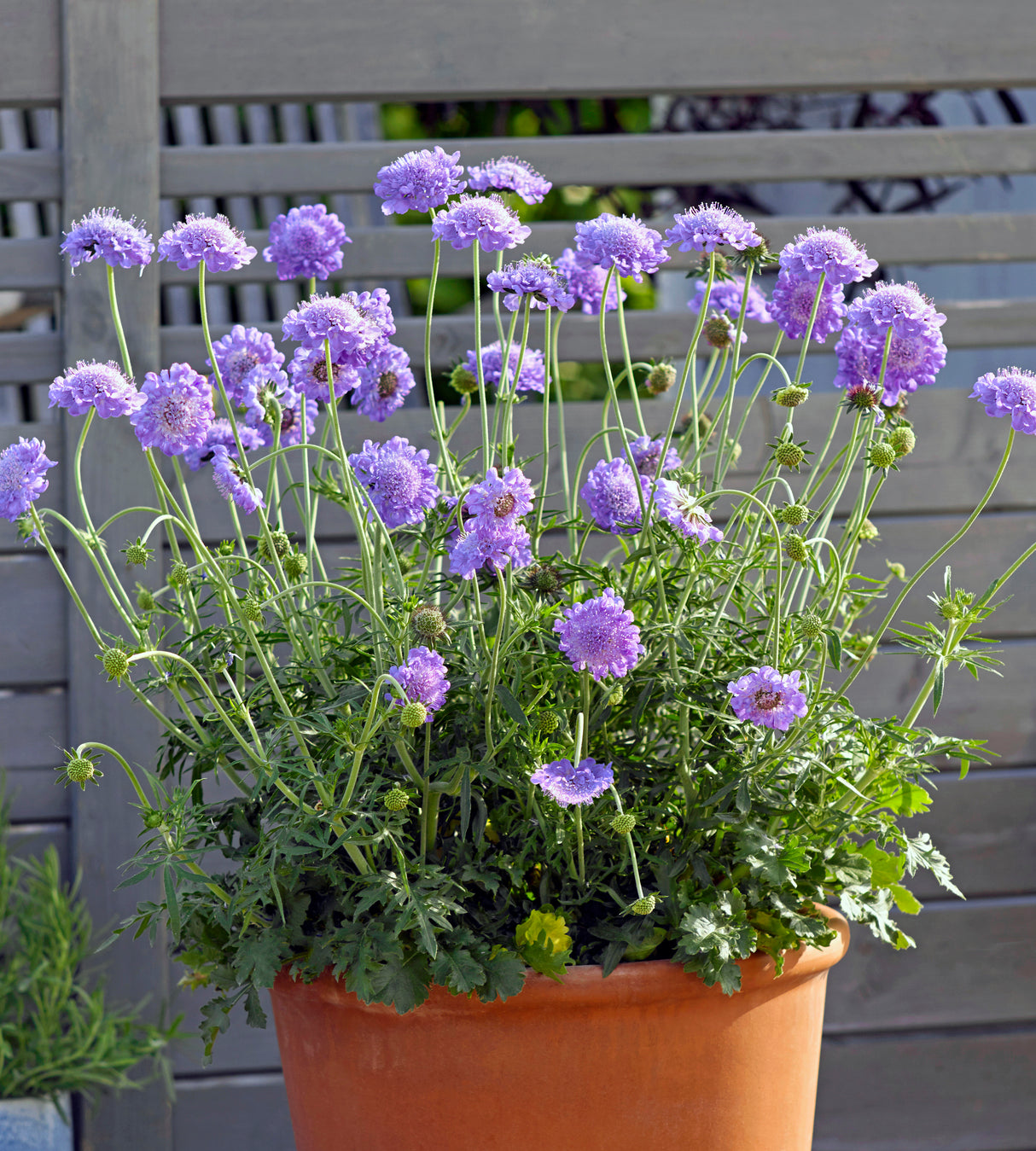 4 kpl Kivikkotörmäkukka ’Butterfly Blue’