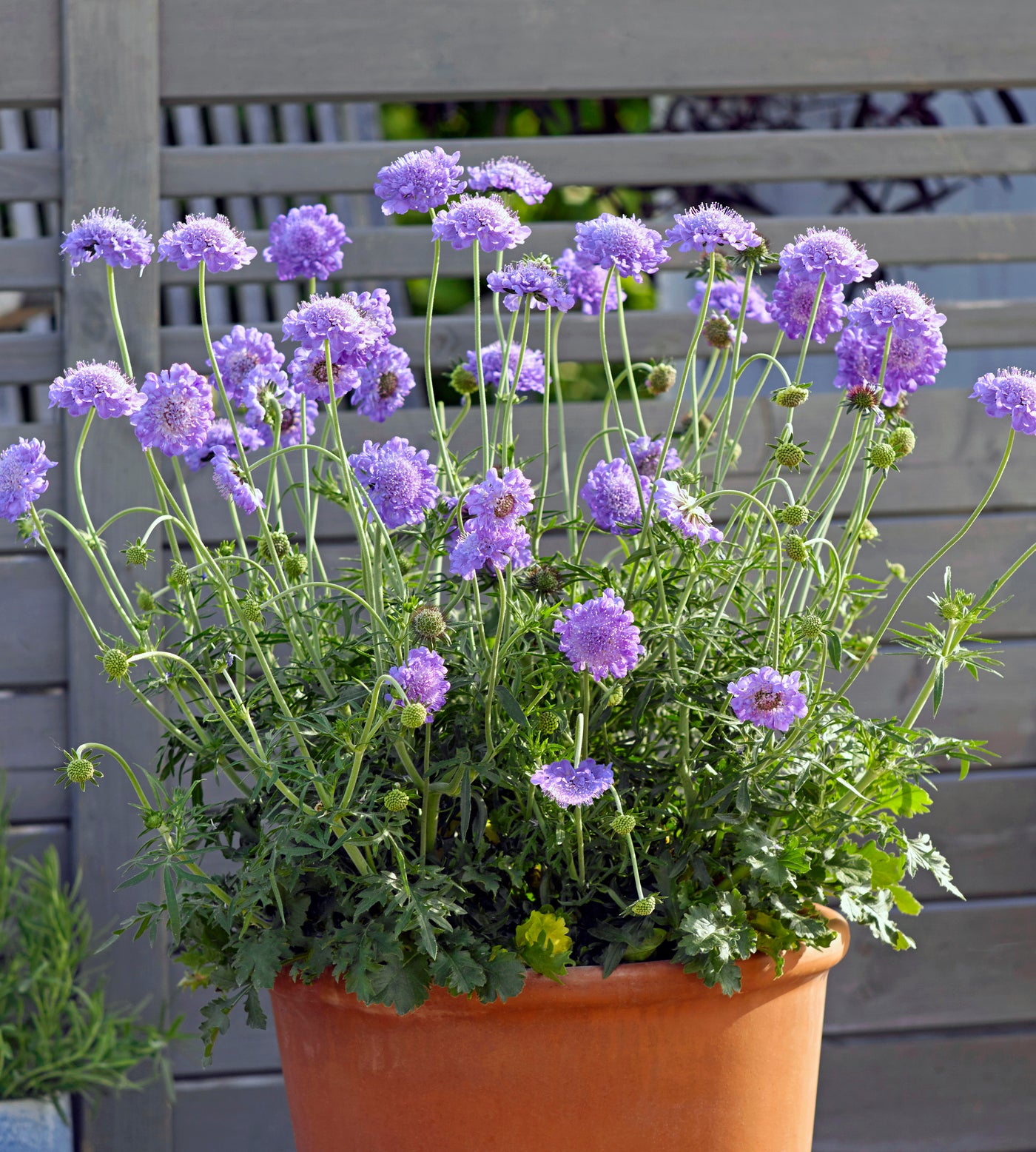 4 kpl Kivikkotörmäkukka ’Butterfly Blue’