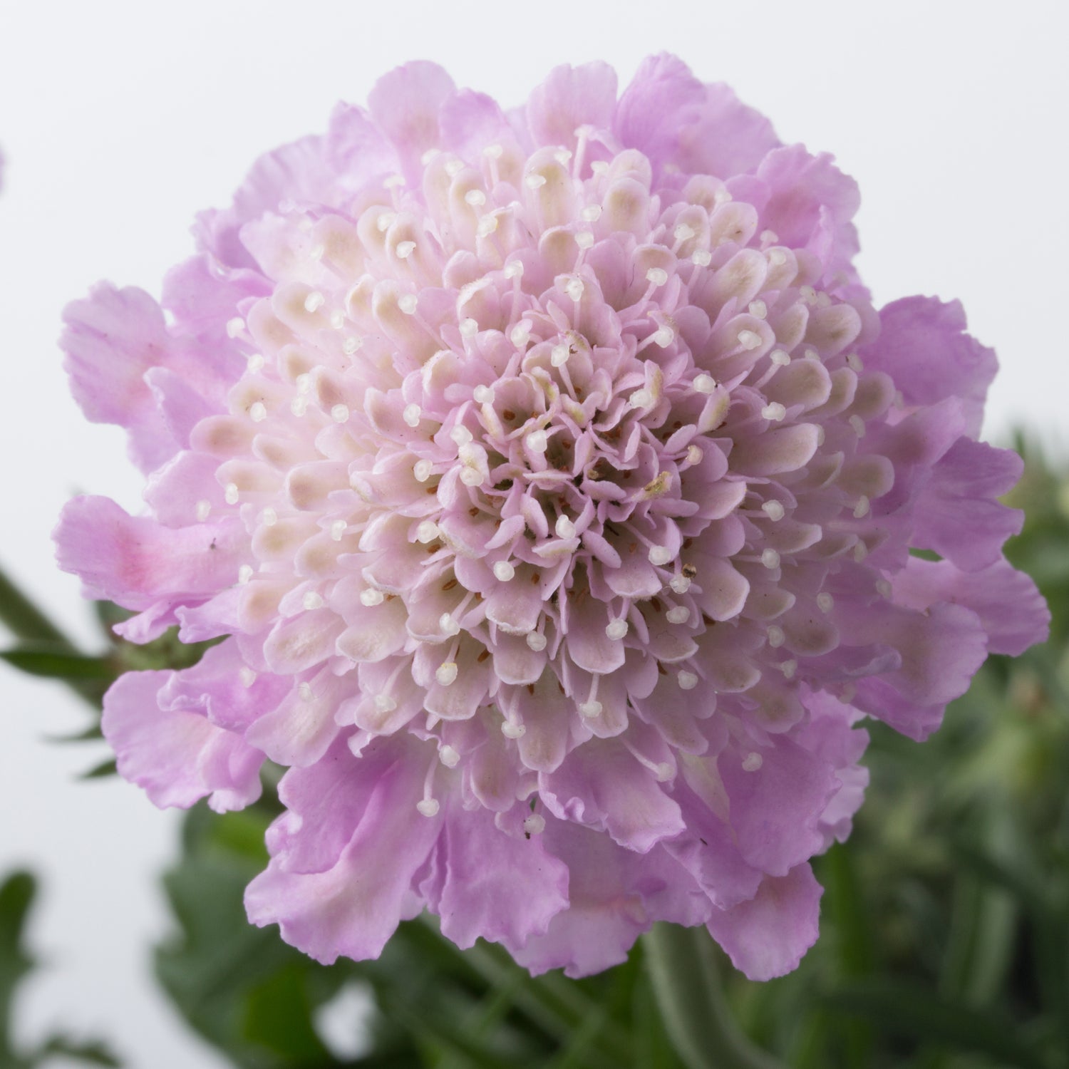 4 kpl Kivikkotörmäkukka ’Pink Mist’