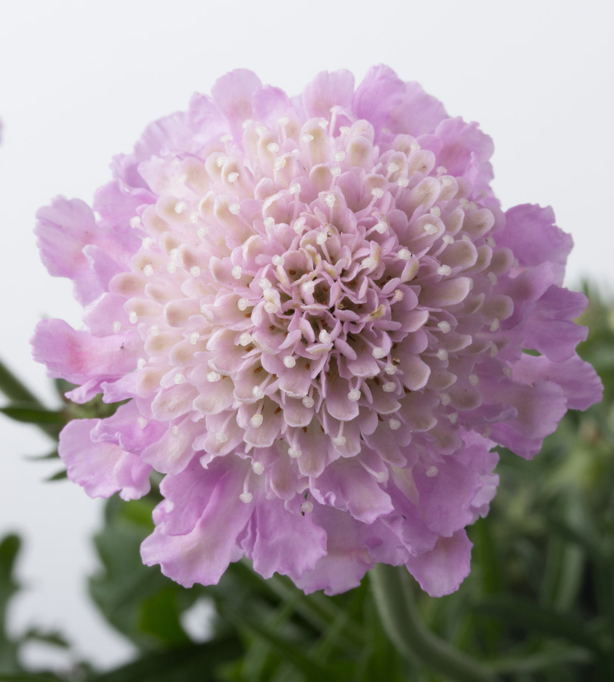 4 kpl Kivikkotörmäkukka ’Pink Mist’