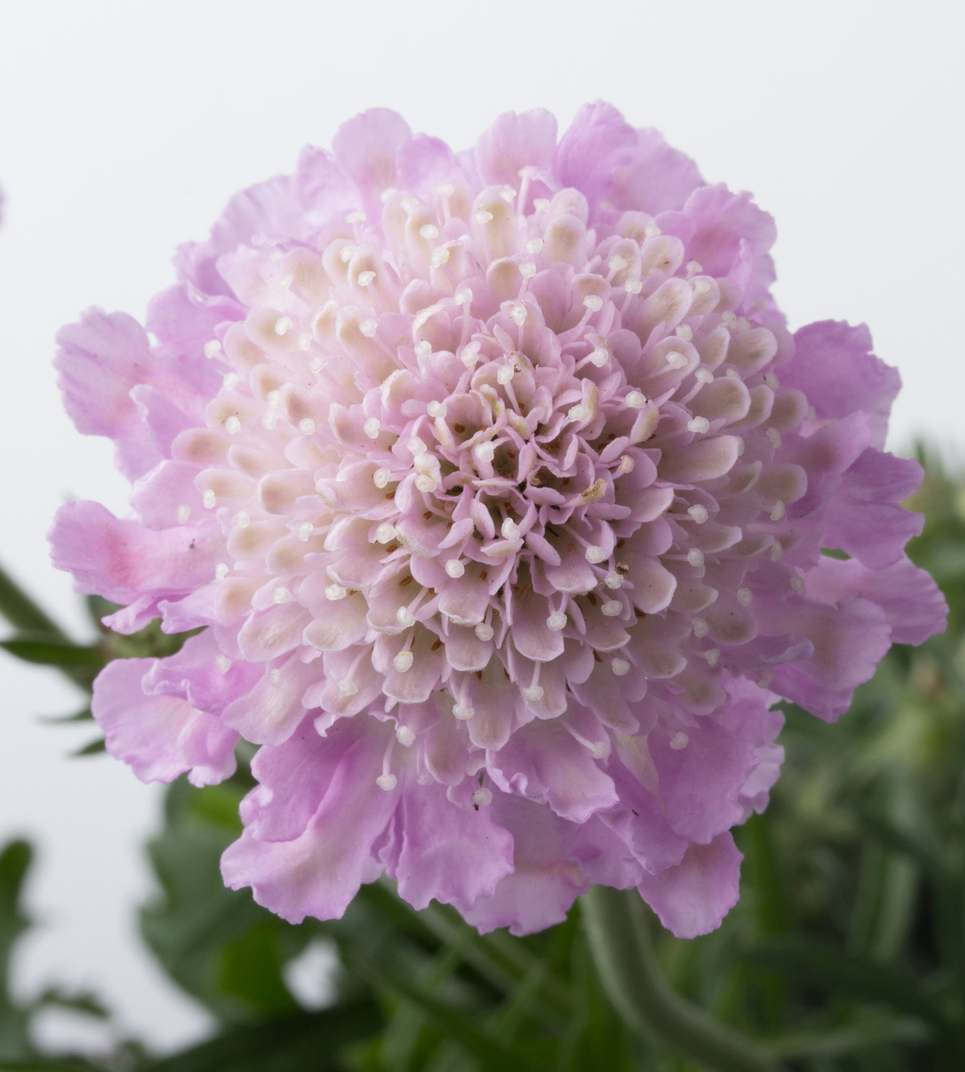 4 kpl Kivikkotörmäkukka ’Pink Mist’