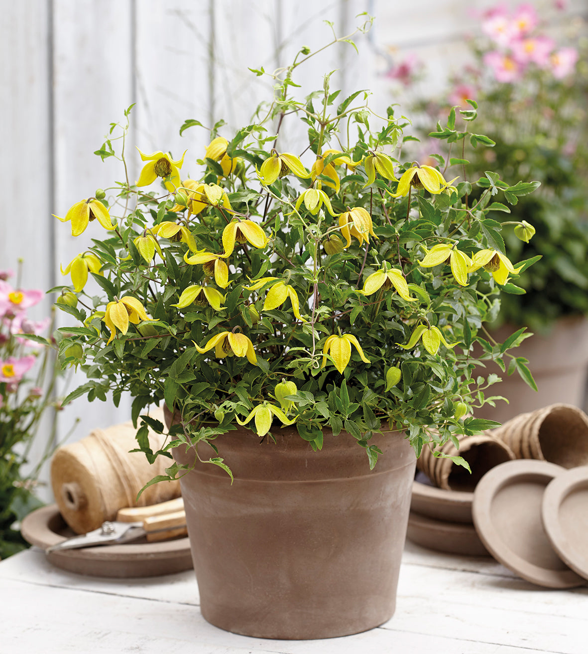 3 kpl Kärhö ’Little Lemons’