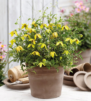3 kpl Kärhö ’Little Lemons’