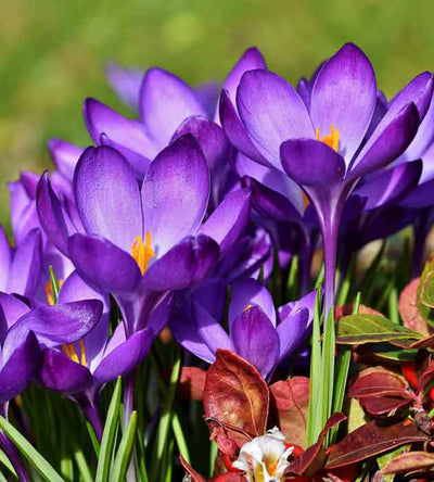 10 kpl Krookus 'Flower Record’