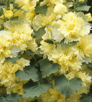 5 kpl Salkoruusu ’Lemon’