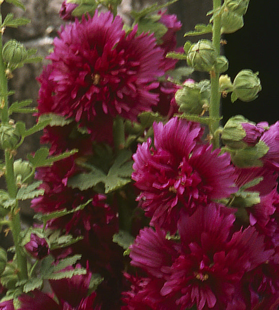 5 kpl Salkoruusu ’Crimson’