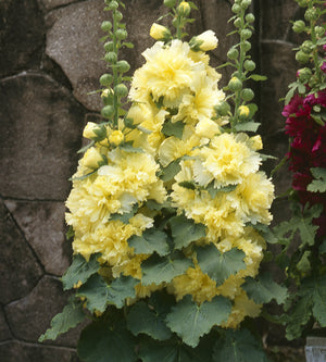 5 kpl Salkoruusu ’Lemon’