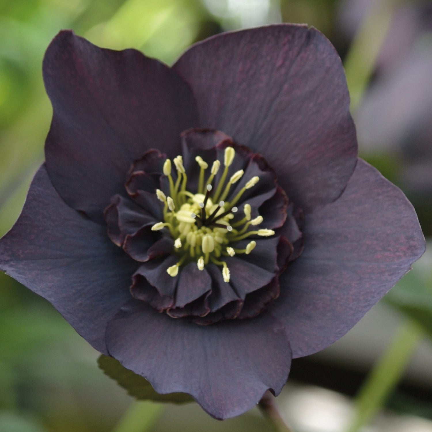 3 kpl Jouluruusu 'Black'