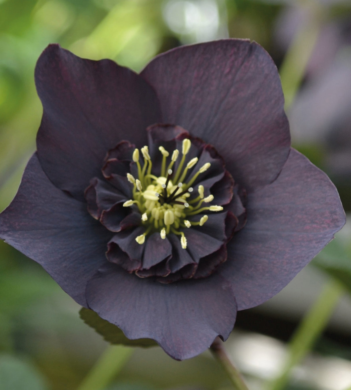 3 kpl Jouluruusu 'Black'