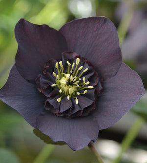 3 kpl Jouluruusu 'Black'
