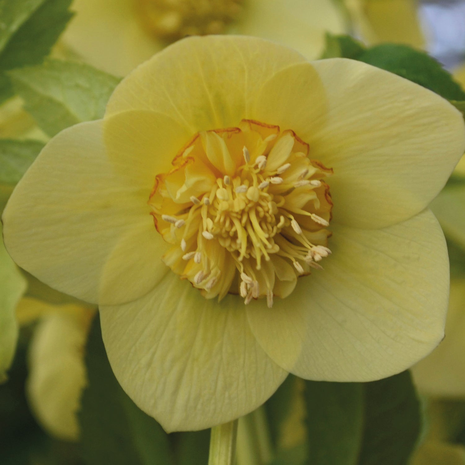 3 kpl Jouluruusu 'Super Yellow'