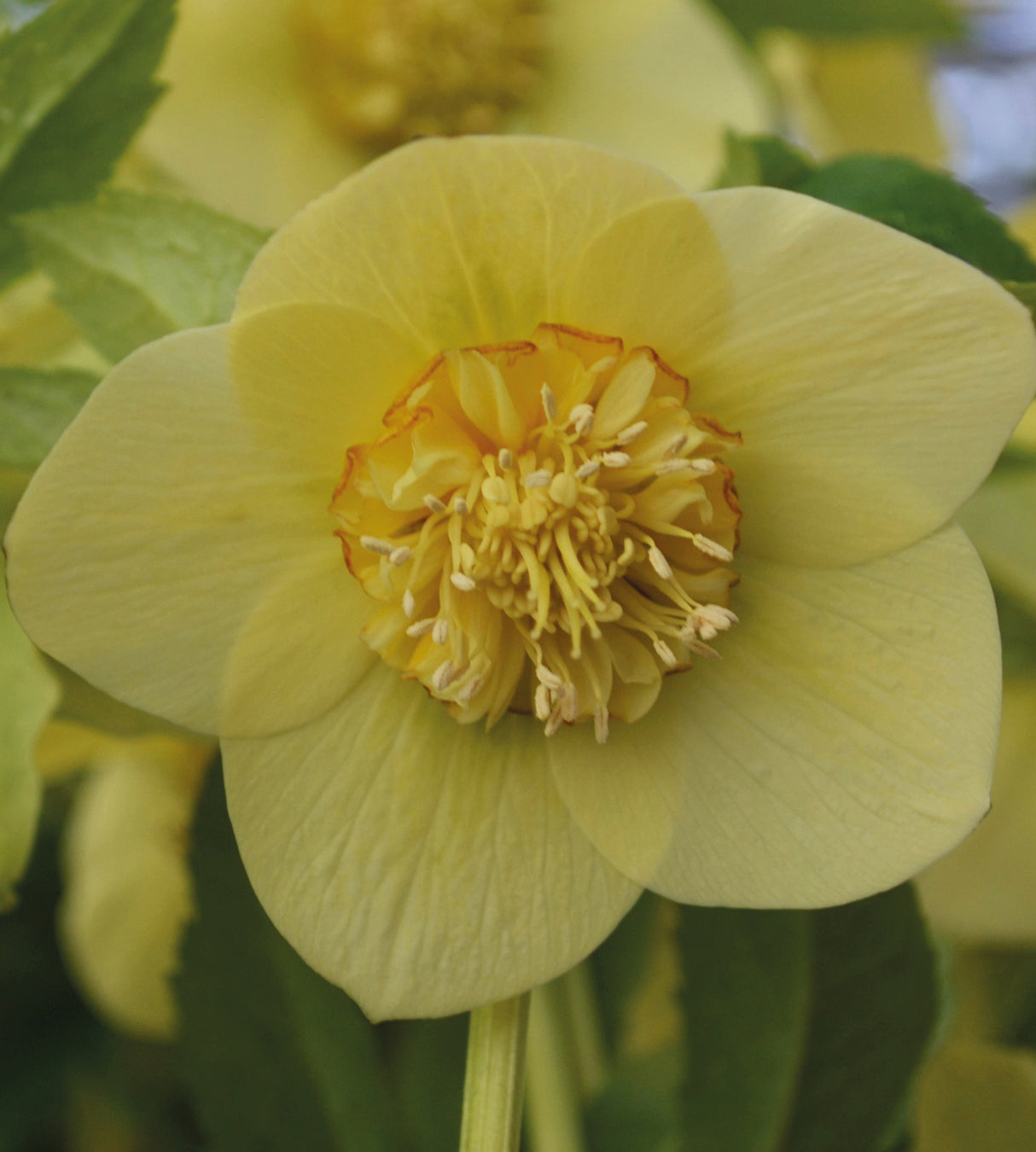 3 kpl Jouluruusu 'Super Yellow'