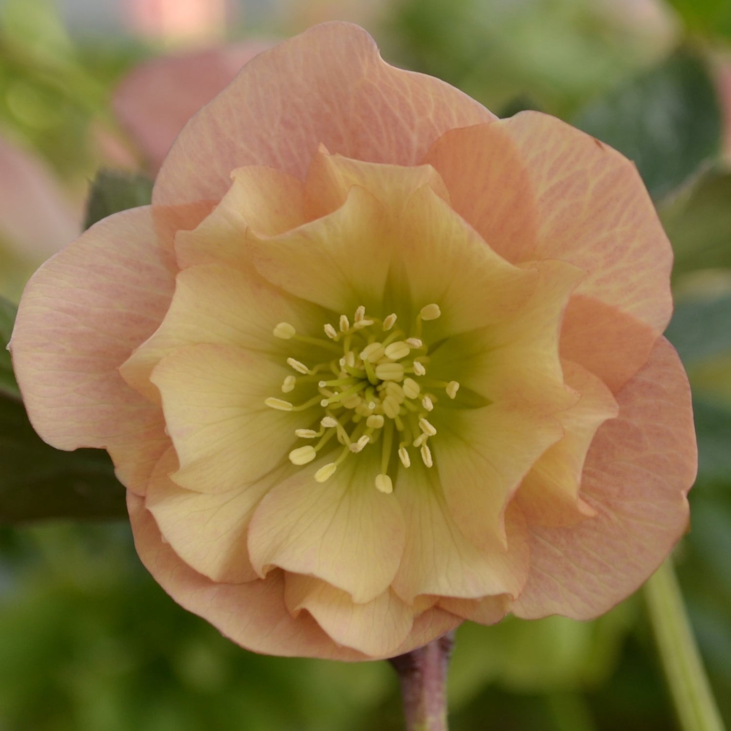 3 kpl Jouluruusu 'Apricot'