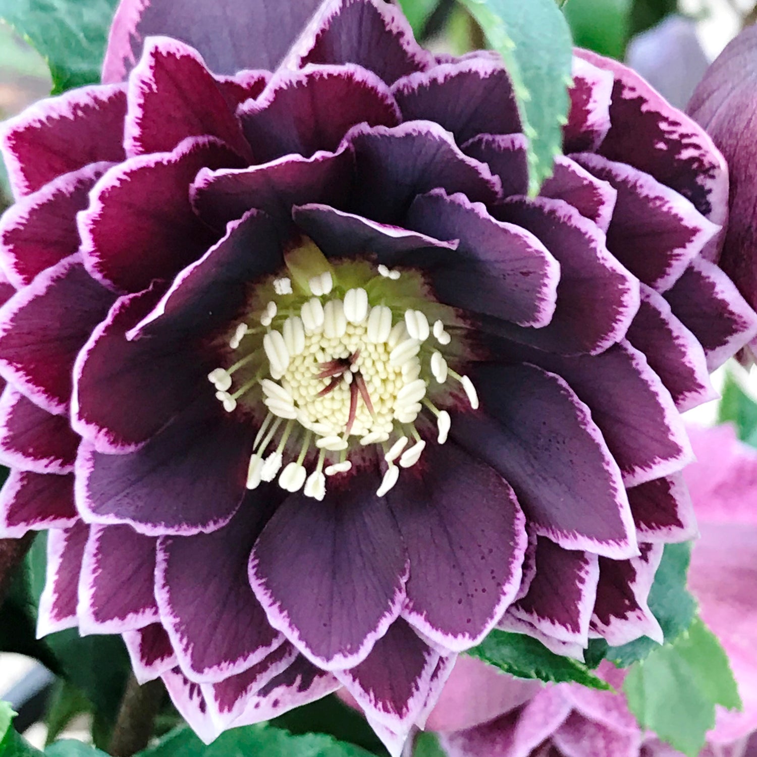 3 kpl Jouluruusu 'Dark Red'