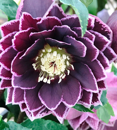 3 kpl Jouluruusu 'Dark Red'