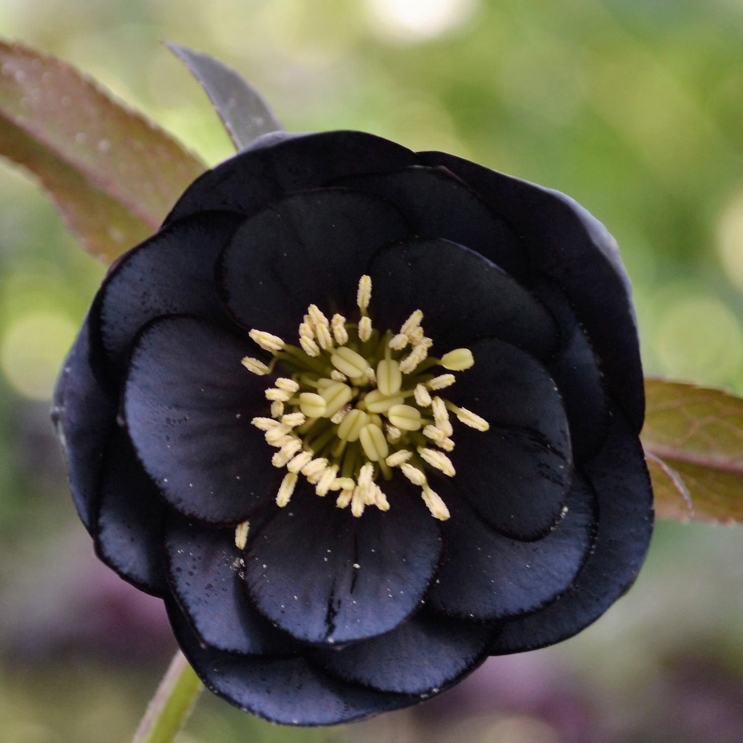 3 kpl Jouluruusu 'Black'